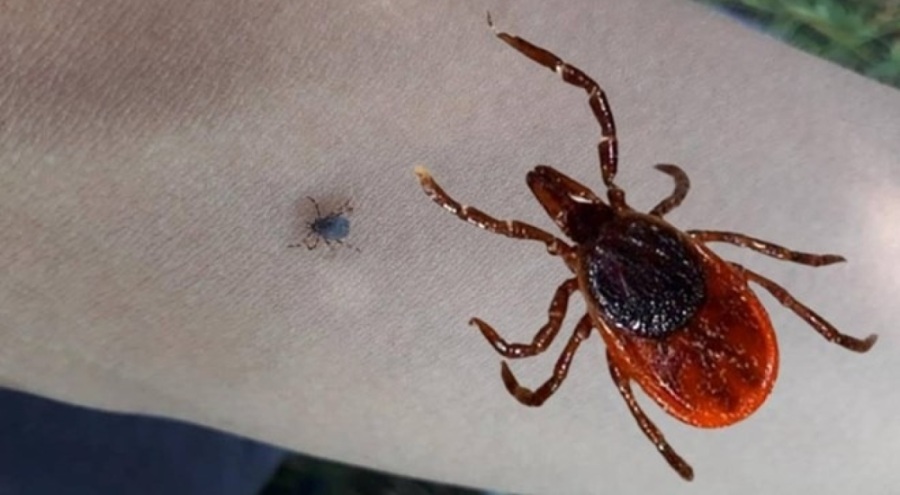 Kene bir can daha aldı! Bolu'da yaşlı kadın hayatını kaybetti