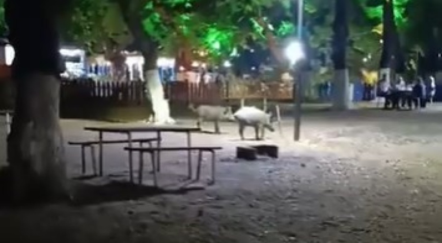 Bursa'da aç kalan domuzlar, piknik alanında görüntülendi