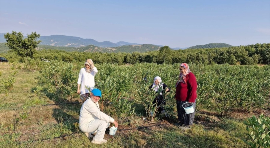Bursa'nın Orhaneli ilçesinde yaban mersini hasadı başladı
