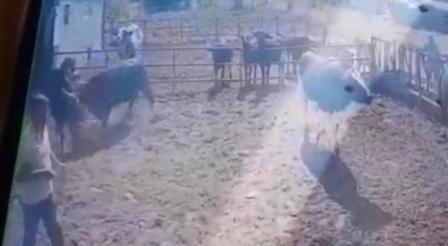 Boğanın saldırısına uğrayan adam yaralandı