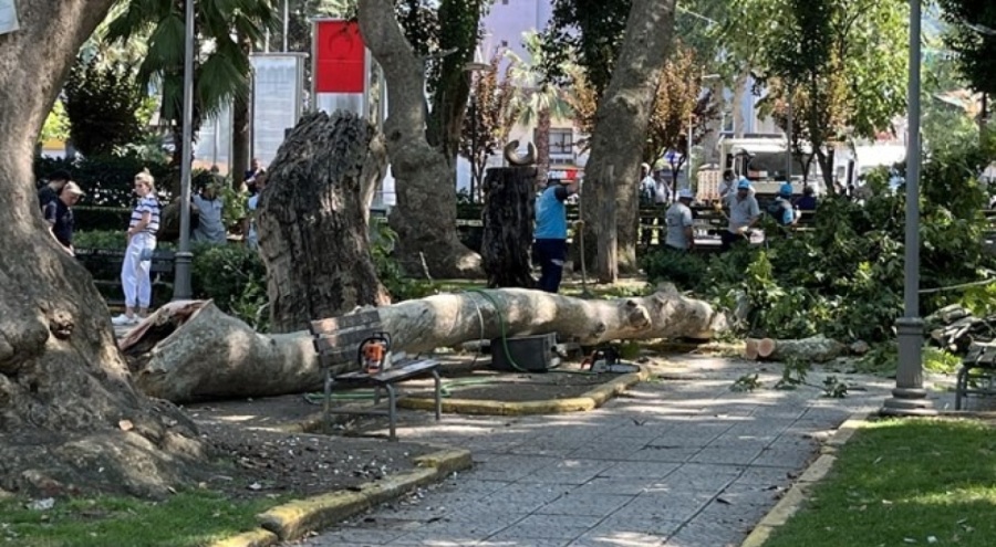 Ağaçtan kopan dal üç kişiyi hastanelik etti