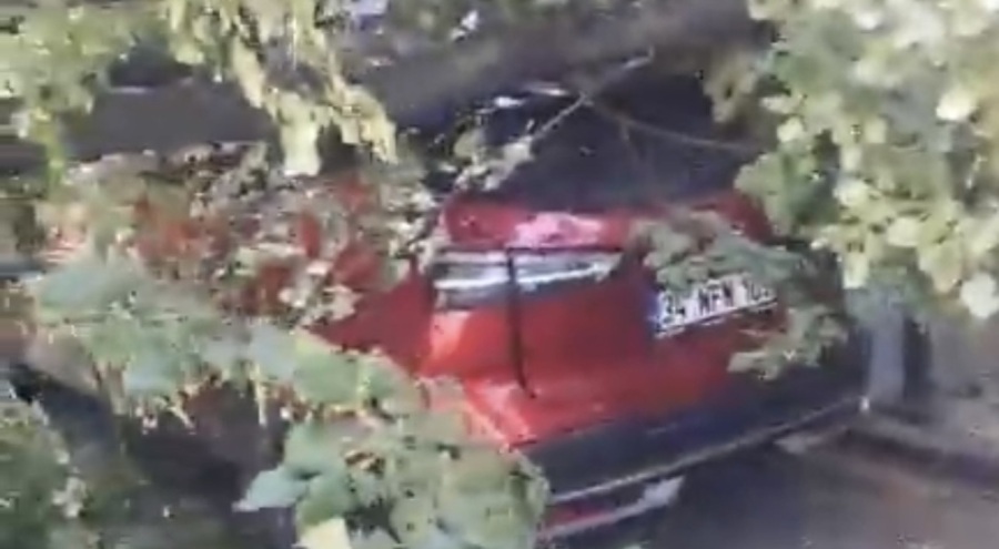 Park halindeki aracın üzerine ağaç devrildi
