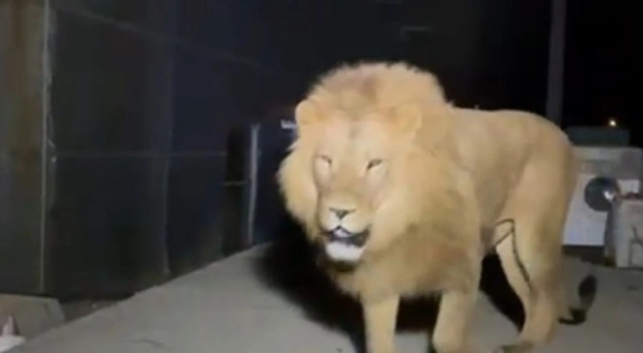 Aslan Zeus hayat arkadaşı öldükten sonra tutulduğu yerden kaçmış