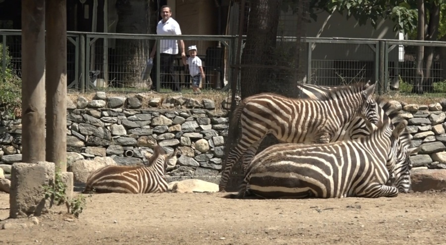 Bursa Hayvanat Bahçesi'nde zebra ailesinin yeni fertleri dünyaya geldi!