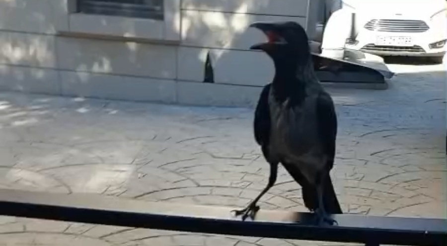 Bursalı esnaf yaralı kargayı kurtardı