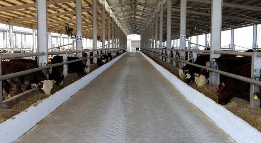 Tarım ve Orman Bakanlığı'ndan şap hastalığı açıklaması