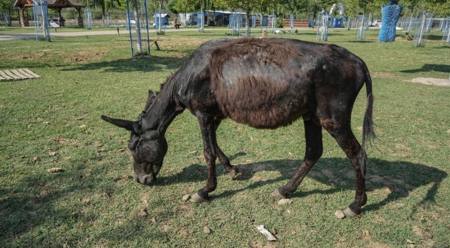 İzmir'deki yangından kurtarılan hayvanlar Bursa'da tedavi altına alındı