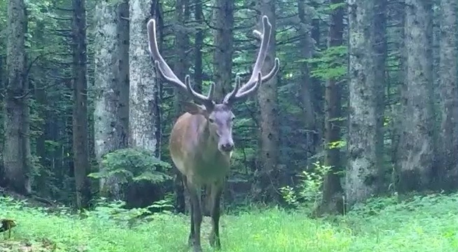 Bursa'da fotokapana kızıl geyik takıldı