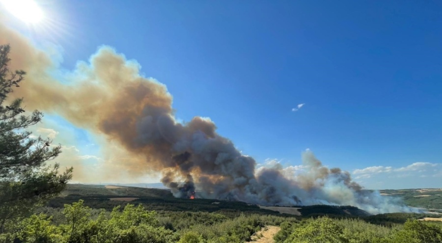 Tekirdağ'da orman yangını