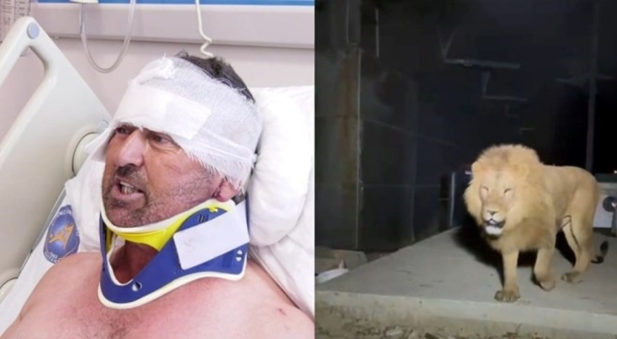 Aslanın saldırdığı çiftçi taburcu edildi: "Hakkımı helal ederim"