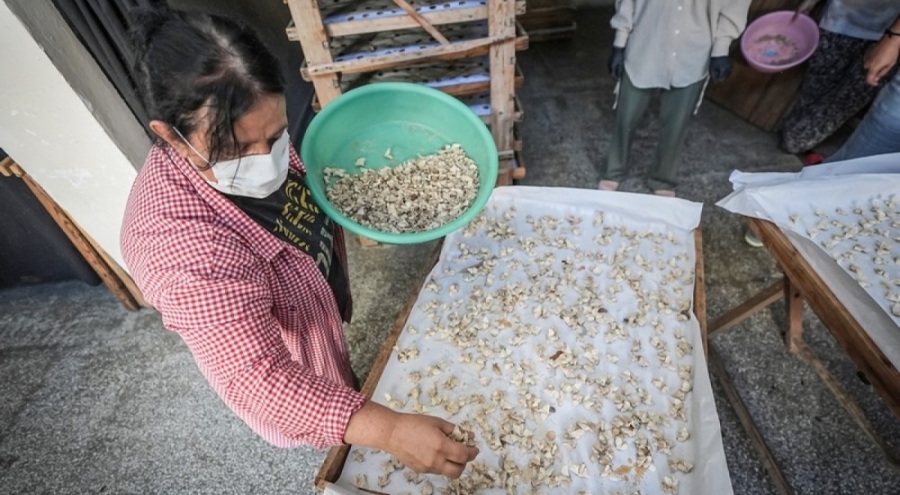 Türkiye'nin ipek böceği yumurtası ihtiyacı Bursa'daki merkezden sağlanıyor