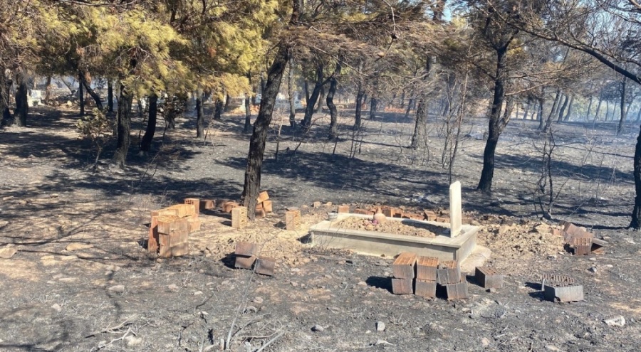Çanakkale'de çıkan orman yangınında hayvanlar telef oldu