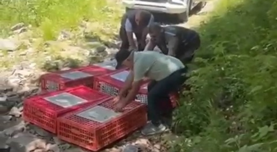 Bursa'da kene ile mücadele için keklikler doğaya salındı