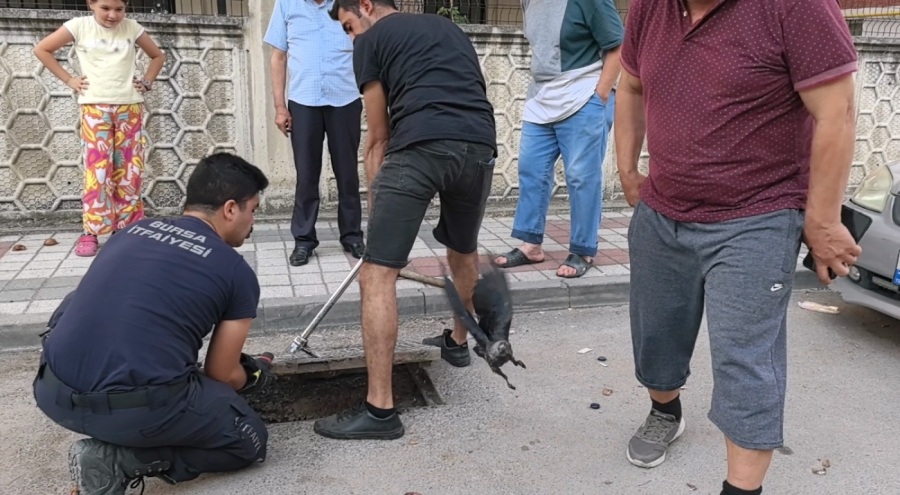 Bursa'da rögarda mahsur kalan karga kurtarıldı