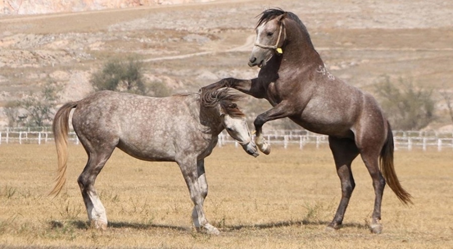 TİGEM 59 safkan Arap koşu tayı satacak