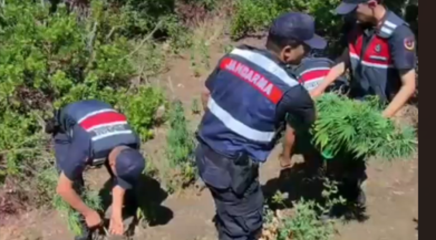 Yalova'da yasa dışı kenevir ekimi yapan zanlıya tutuklama