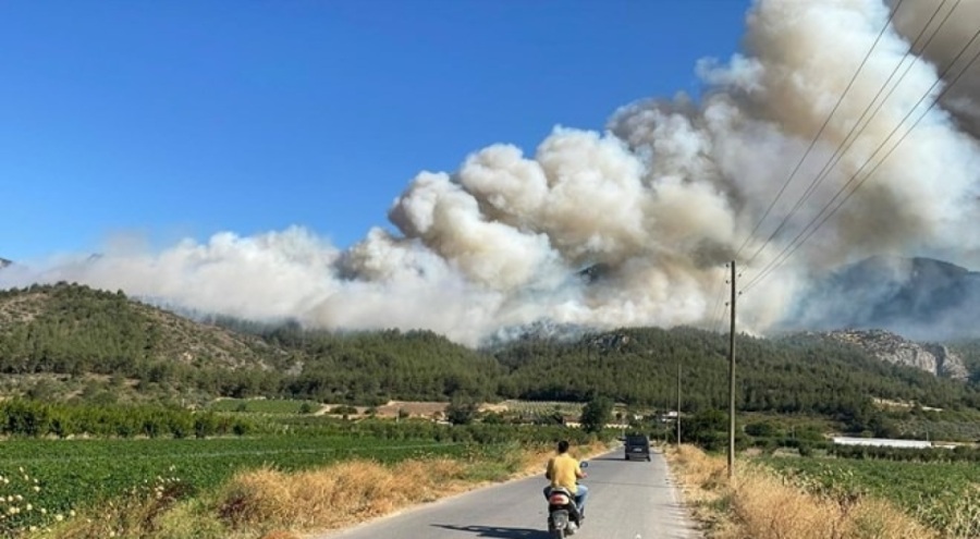 Sakarya'da orman yangını