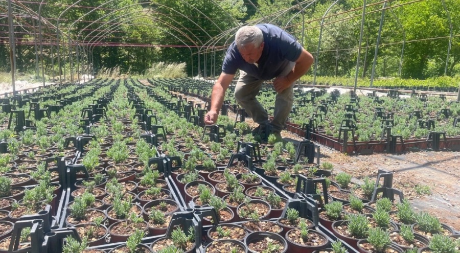 Uludağ etekleri lavanta kokacak! Üretim başladı...