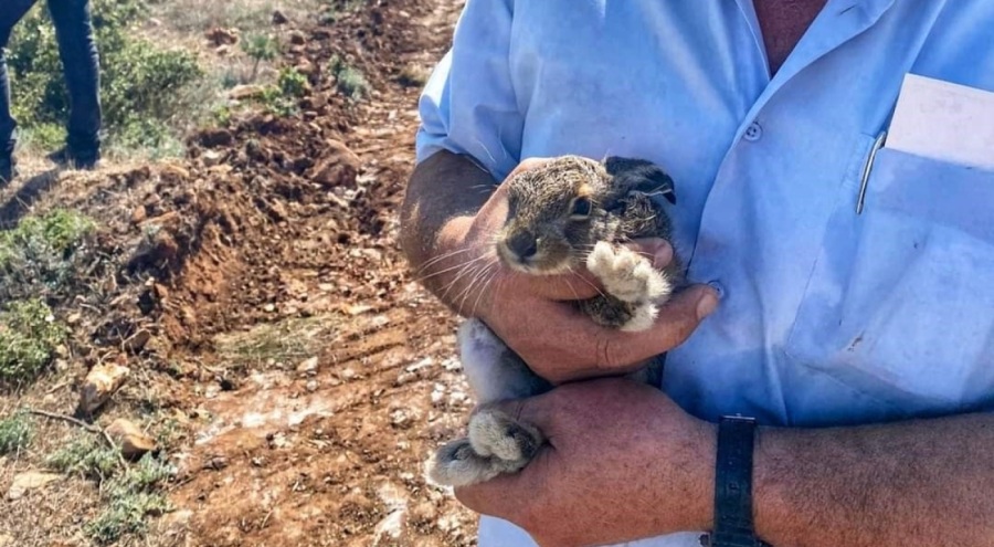 Orman yangınından etkilenen hayvanlara ilk müdahale çok önemli