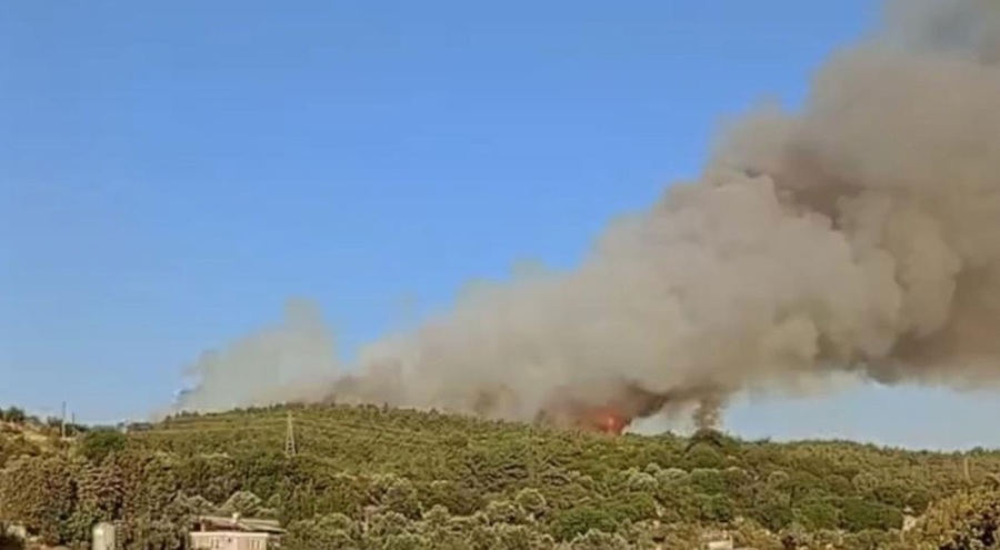 İzmir'de ormanlık alanda yangın