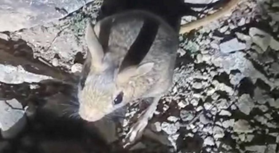 Nesli tükenmek üzere, Tunceli'de görüldü