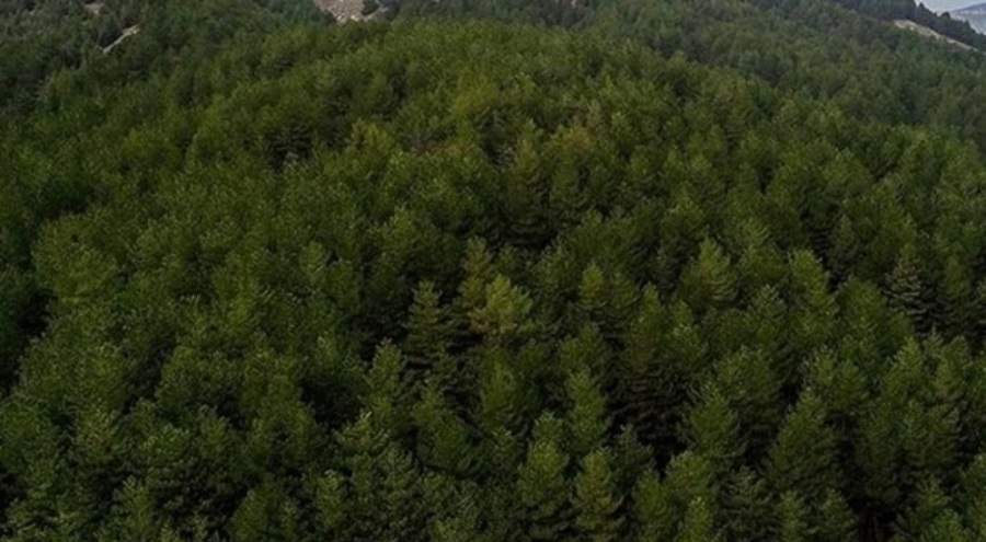 Şırnak'ta ormanlara giriş yasaklandı