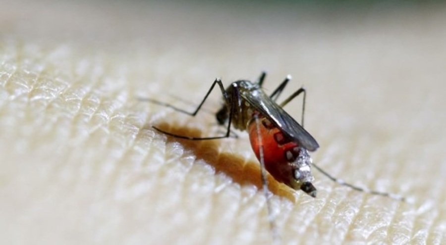 DSÖ'den "büyük salgın" uyarısı: Chikungunya virüsü hızla yayılıyor