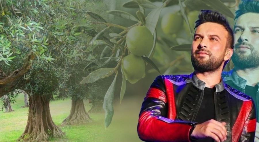 Tarkan'dan vicdanları yaralayan zeytin yasasına tepki