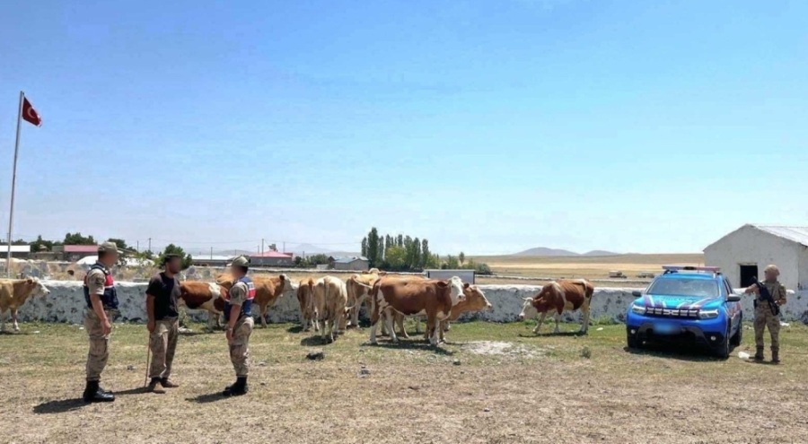 Kars'ta kaybolan büyükbaş hayvanlar bulundu