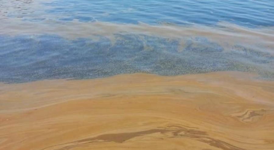 Yalova'da deniz kirliliği: Fabrikaya inceleme başlatıldı