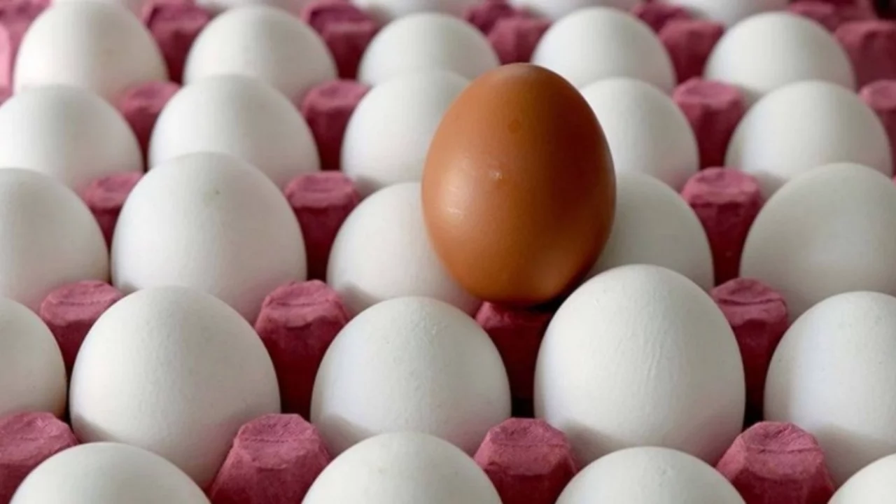 HAKMAR ve BAKTAT'tan sonra ünlü yumurta şirketine de kayyum atandı!