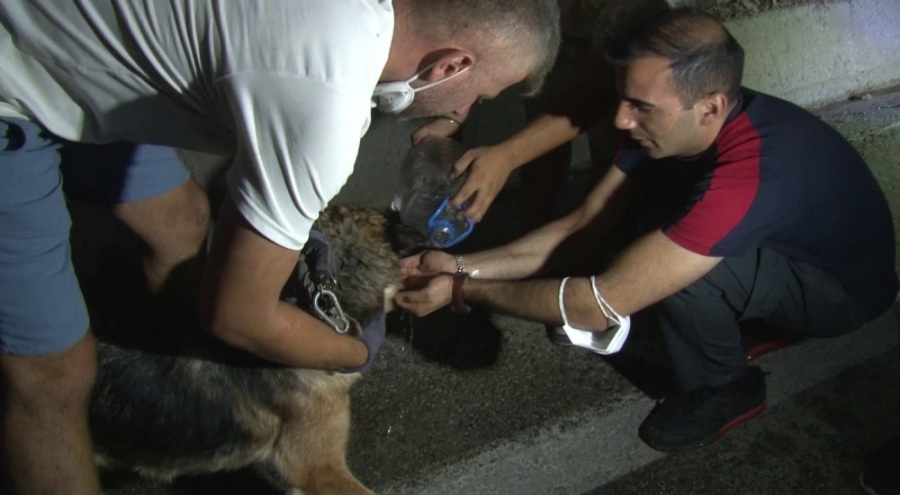 Bursa'daki yangından etkilenen can dostlar böyle kurtarıldı!