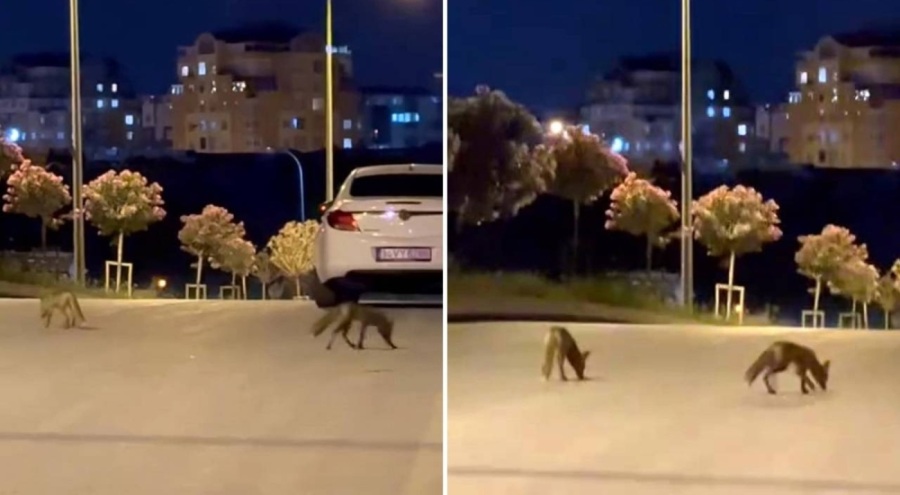 Tilki sürüsü şehir merkezine indi