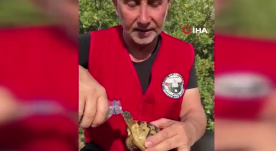 Bursa'daki yangın bölgesinden yürek ısıtan görüntü