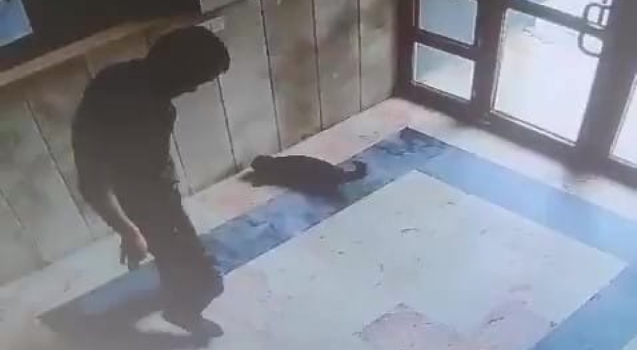Kediyi acımasızca katleden cani gözaltına alındı!