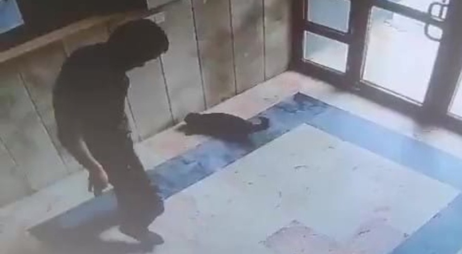Kediyi acımasızca katleden cani tutuklandı!
