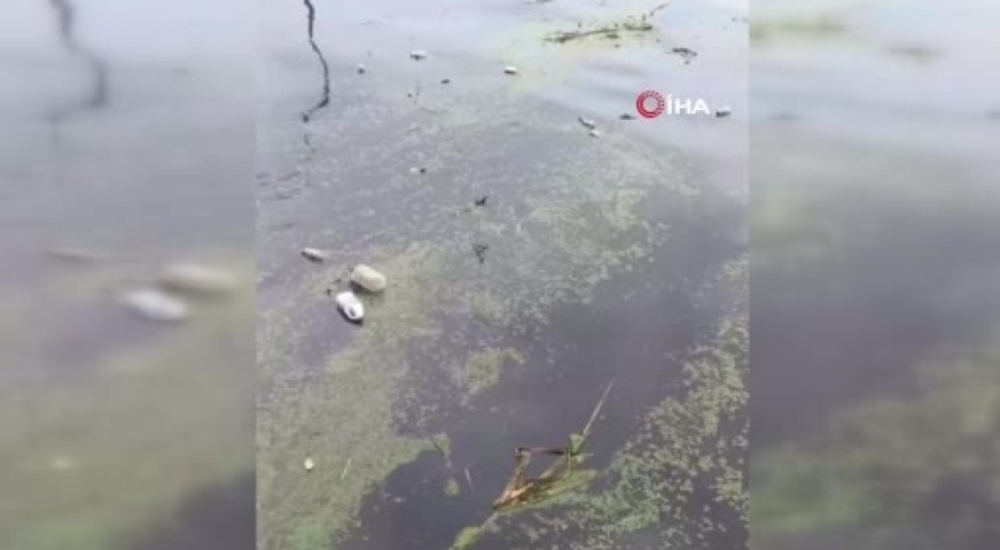Karsak Deresi çöp kustu! Gemlik Körfezi kirli atıklarla doldu