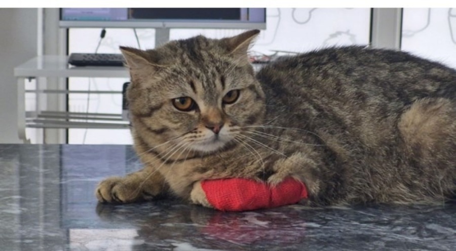 Düzce'den 420,3 ton kedi köpek maması ihraç edildi