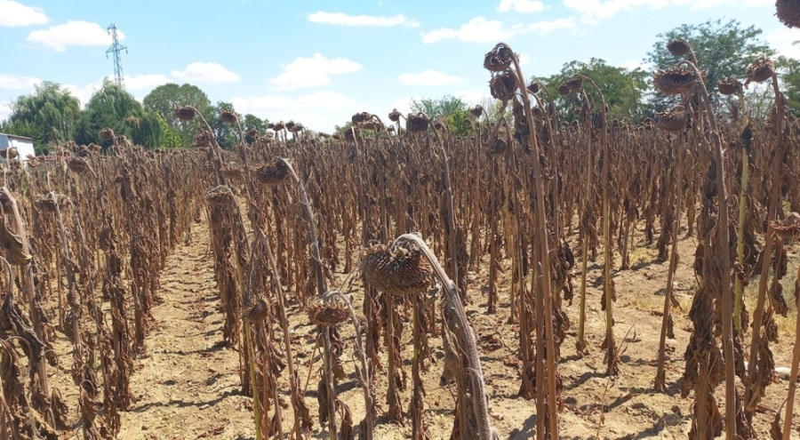 Kuraklık ayçiçeğini de vurdu, ürünler sararmadan soldu