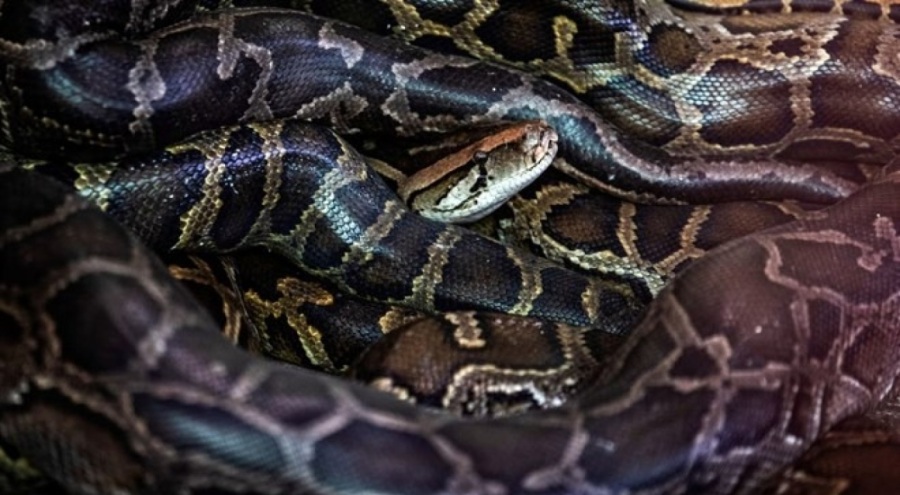 Piton istilasına son çare "robot tavşan" planı