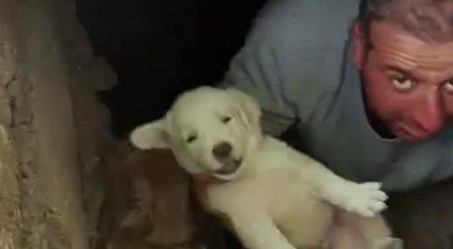 Lağım kuyusuna düşen yavru köpekleri vatandaşlar kurtardı