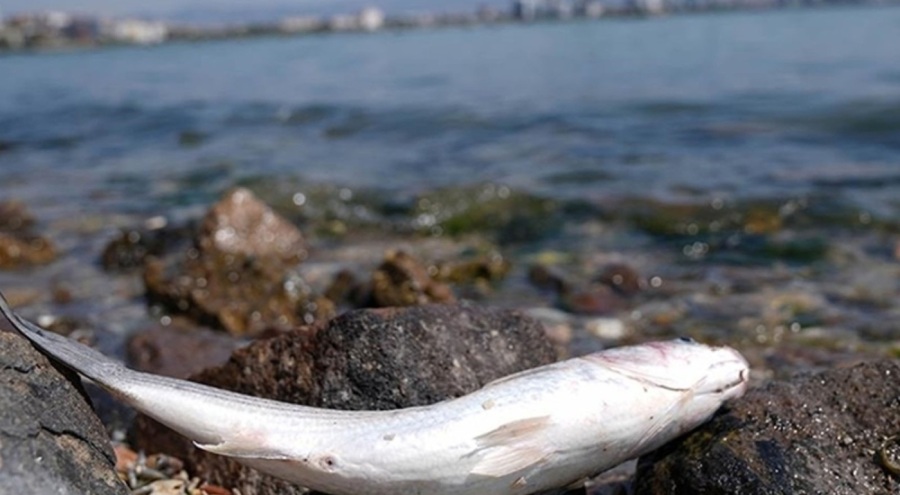 Korkutan balık ölümlerinin nedeni belli oldu