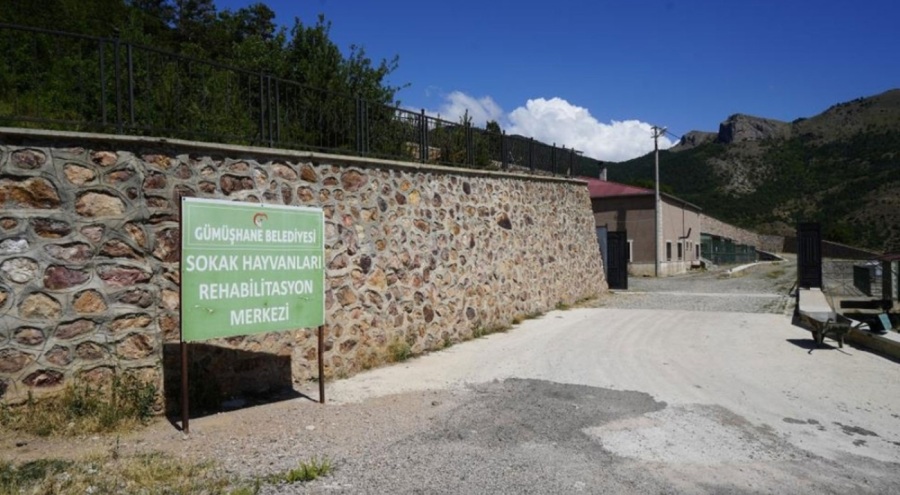 Ormanlık alanda ölü köpekler bulundu