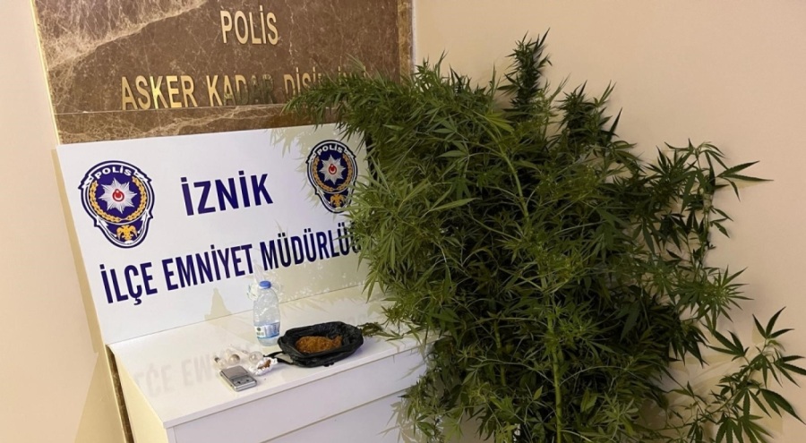 Bursa'da bahçesinde hint keneviri yetiştiren kişiler tutuklandı