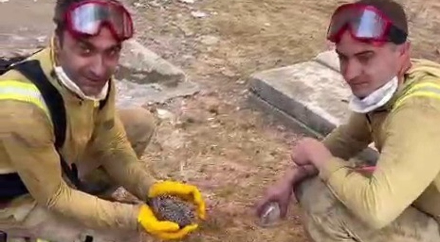 Yangından kurtarılan yaralı kirpiye orman işçileri su içirdi