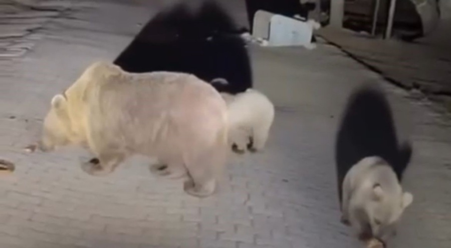 Uludağ'da ayıları görmek isteyenler canlarını tehlikeye attı