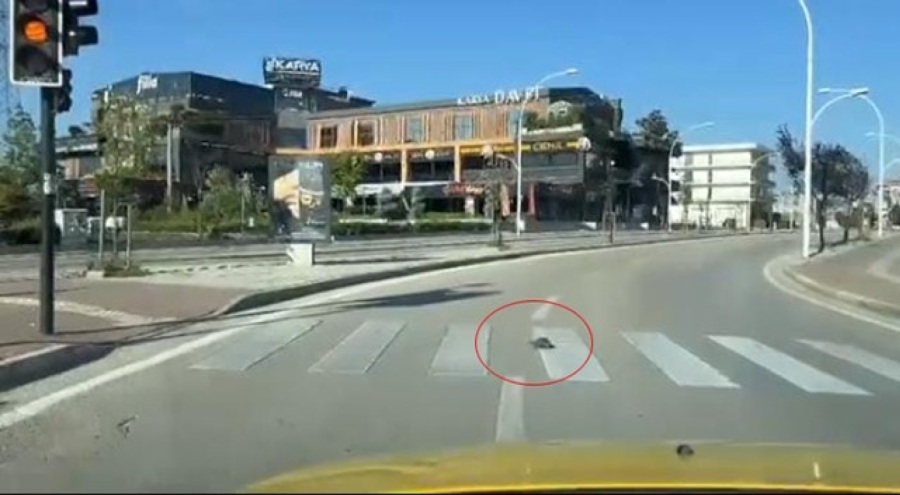 Bursa'dan gülümseten görüntüler! Kurallara uyan kaplumbağa yaya geçidinden geçti