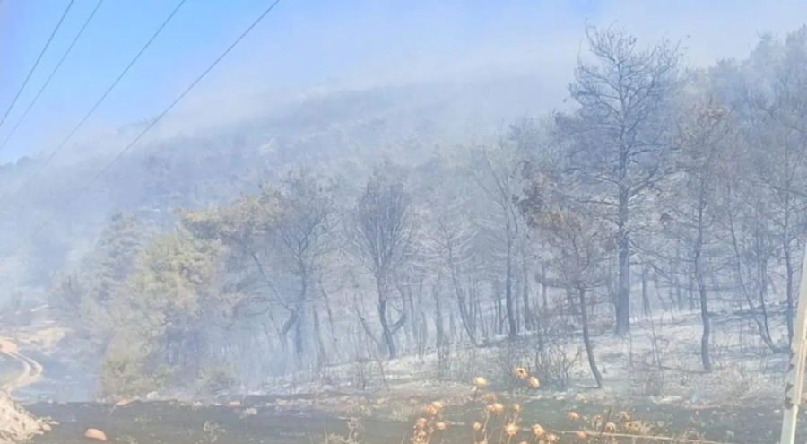 Soma'da orman yangını: Mahalle tahliye edildi, bir kişi gözaltında!