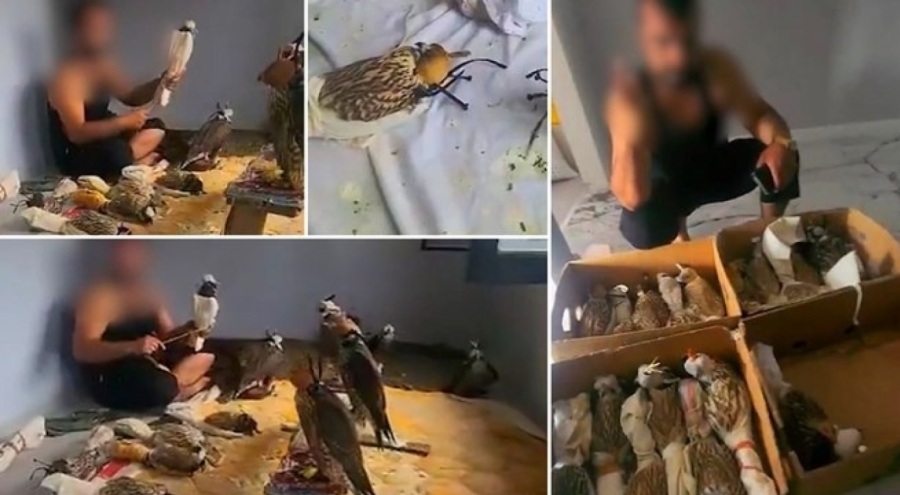 Sosyal medya onları konuşuyordu: Kuş çetesine baskın!