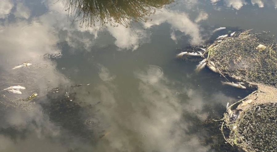 Erzurum'da tedirgin eden manzara! Karasu korku saçıyor